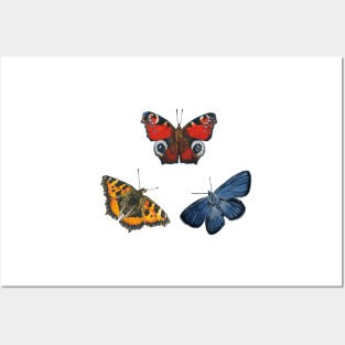 Butterfly Collection Posters and Art